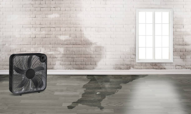 Best Professional water damage repair  in Canyon Day, AZ